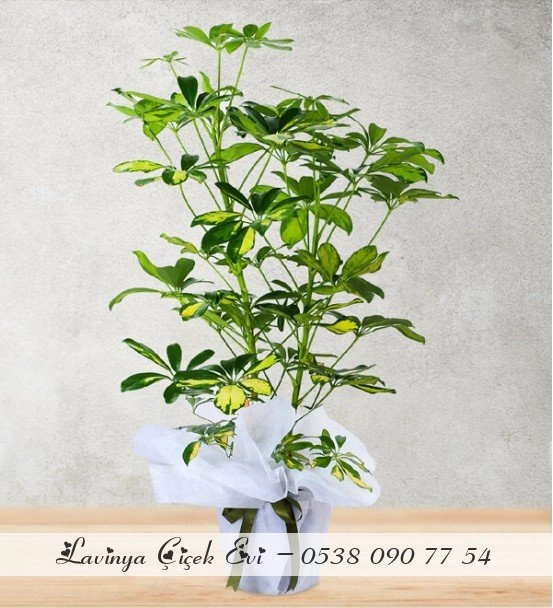 2 Li Şeflera Çiçeği