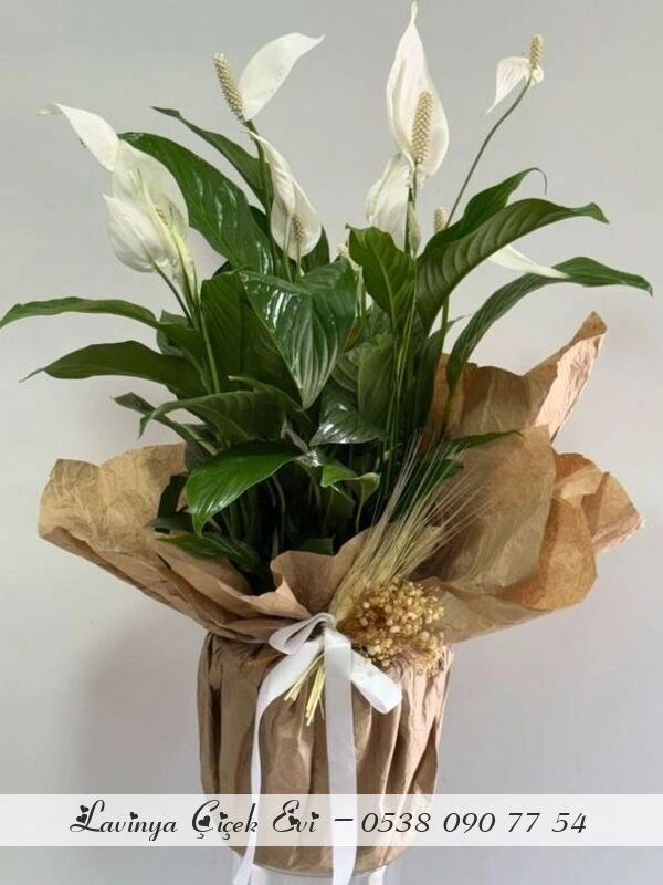 Barış Çiçeği ( Spatifilyum)