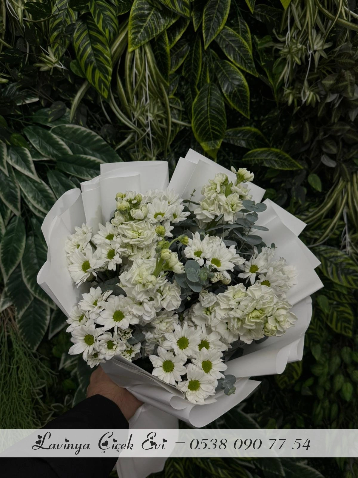 Beyaz Şefboy Ve Papatya