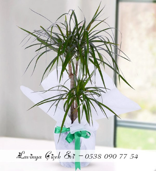 Dracena Marginata
