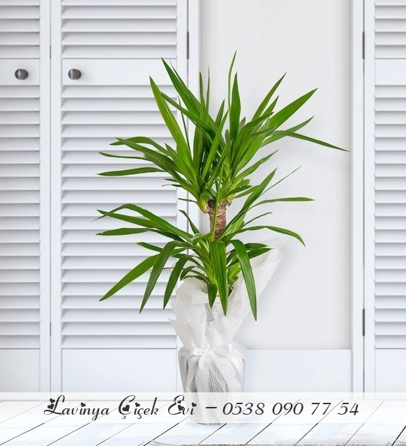 İkili Yucca Çiçeği