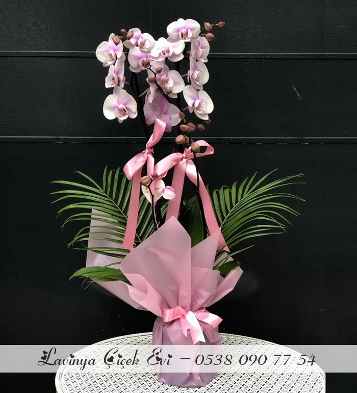 Pembe Orkide