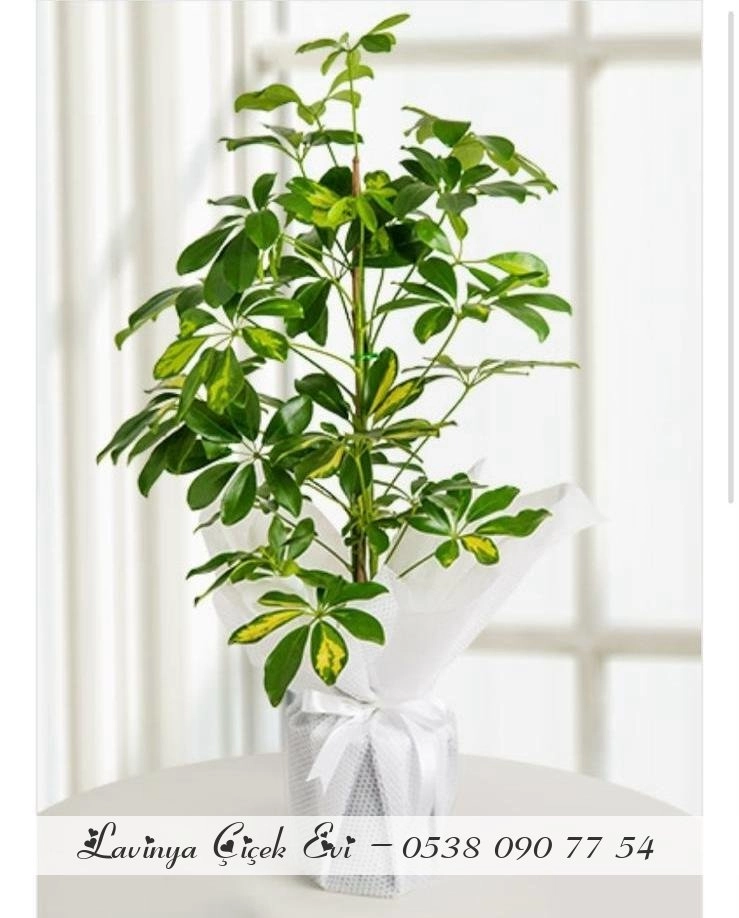 Tekli Şeflera Çiçeği