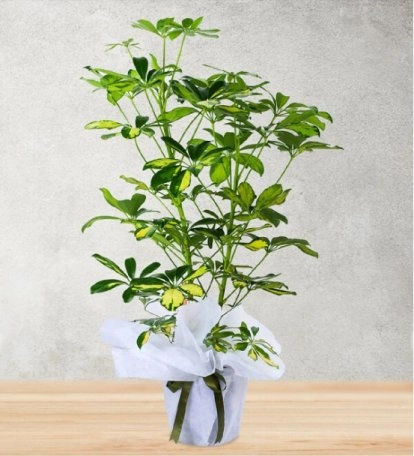 2 Li Şeflera Çiçeği