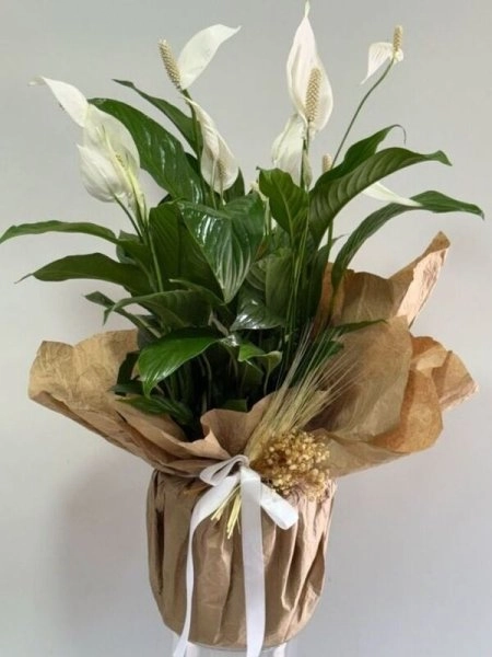 Barış Çiçeği ( Spatifilyum)