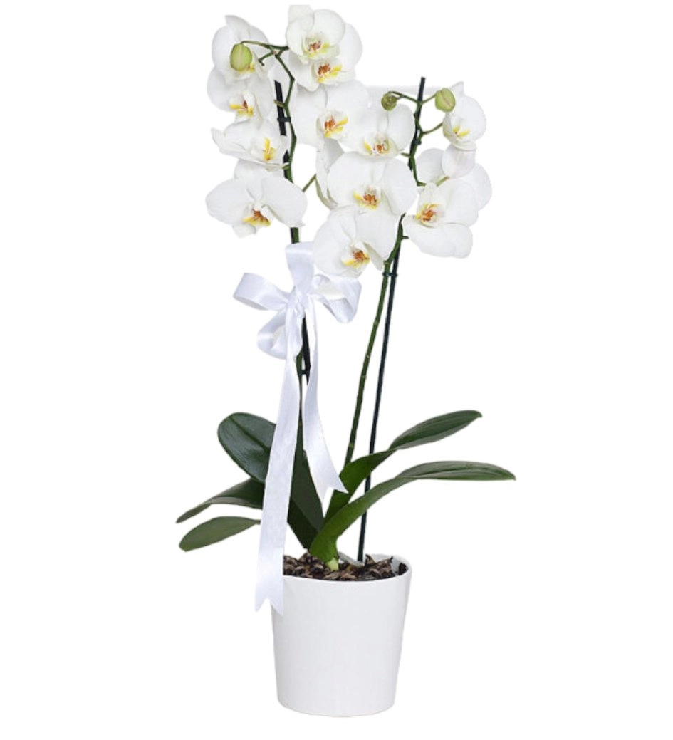 Beyaz Orkide İkili
