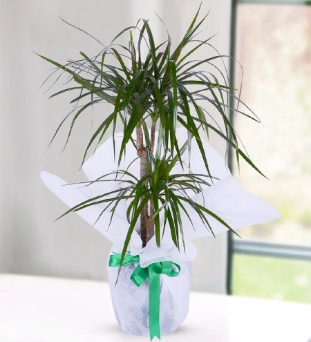 Dracena Marginata