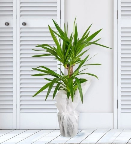 İkili Yucca Çiçeği