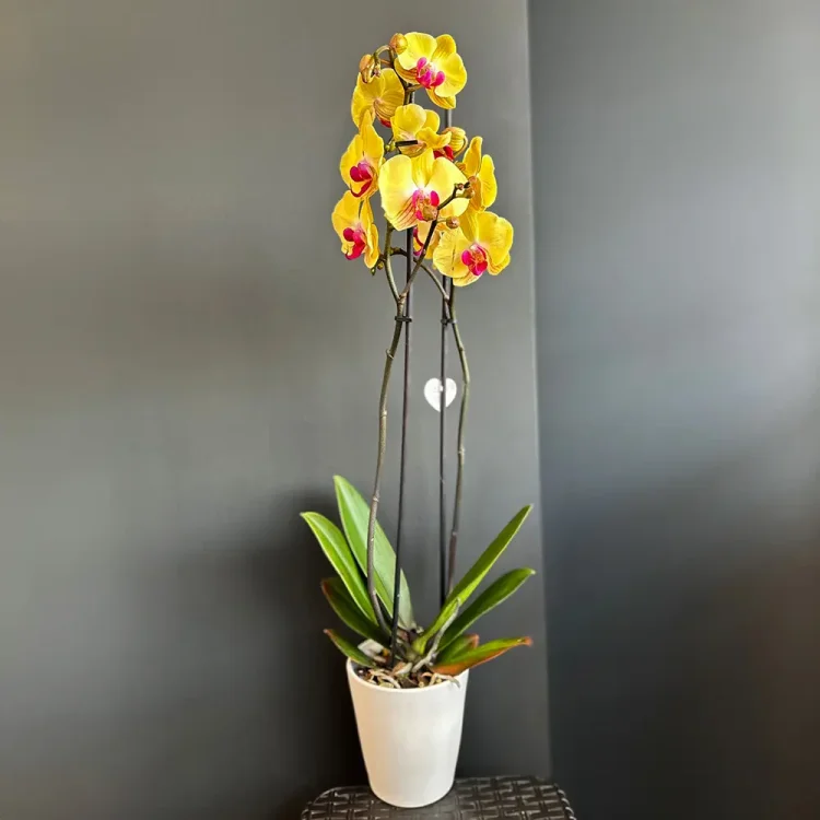 Sarı Orkide