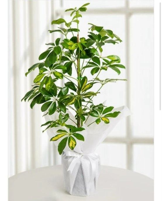 Tekli Şeflera Çiçeği